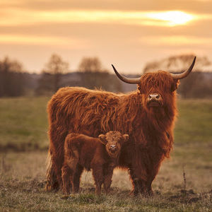 Meet your Posher, Avery